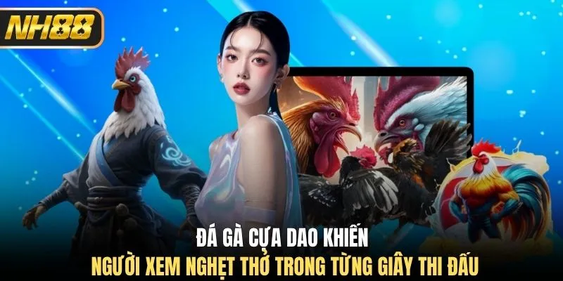 Đá gà cựa dao khiến người xem nghẹt thở trong từng giây thi đấu