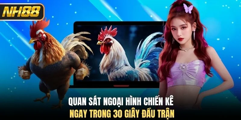 Quan sát ngoại hình chiến kê ngay trong 30 giây đầu trận