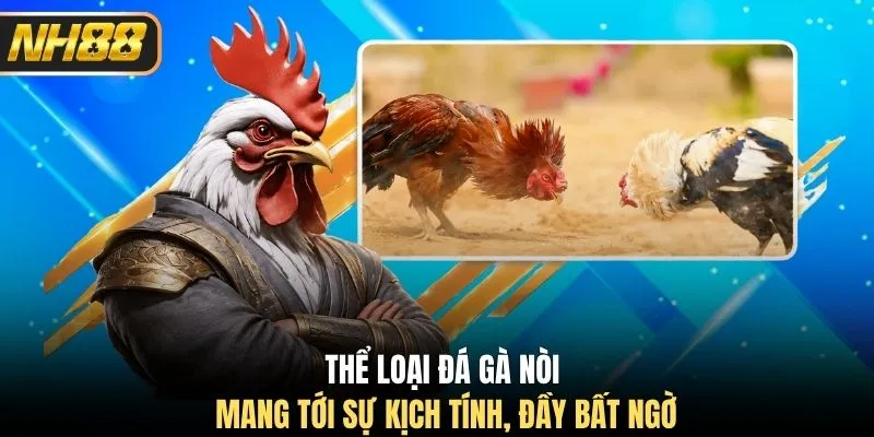 Thể loại đá gà nòi mang tới sự kịch tính, đầy bất ngờ